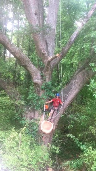 Large Tree Removal 