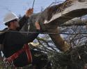 One area of services we focus on is storm damage tree service! Day or night, you can call us and we will get to work to safely remove any trees or debris that may have fallen on your roof, yard or power lines. 