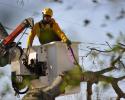 With machinery like our Altec bucket truck, we can reach heights as tall as 60 feet. Our guys can get to excess tree limbs obstructing your home or power lines easily! 