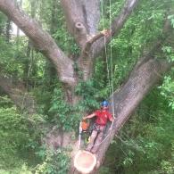 Large Tree Removal 