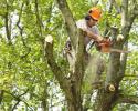 Trimming your trees is important for many different reasons! One big reason to have your trees trimmed is to keep the structural integrity of the tree intact. This prevents fallen branches and other problems down the road! Call Folsom Tree Services today!