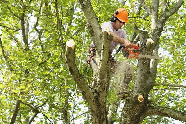 Trimming your trees is important for many different reasons! One big reason to have your trees trimmed is to keep the structural integrity of the tree intact. This prevents fallen branches and other problems down the road! Call Folsom Tree Services today!